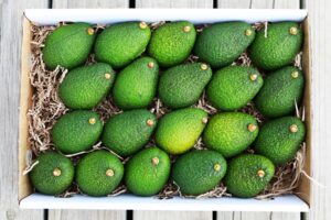 5.5kg box of Hass Avocados